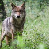 Le Conseil national veut éloigner les loups - ici une louve dans un parc animalier - des troupeaux d'animaux de rente dans les Alpes en les effarouchant (archives). KEYSTONE/DPA/CHRISTIAN CHARISIUS